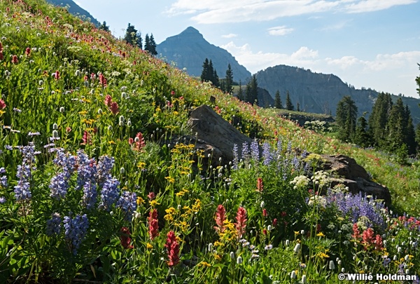 Alpine Wildflowers Timpanogos 072724 0478
