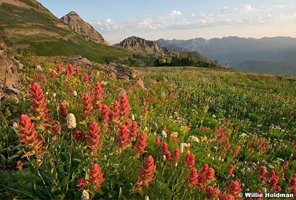 Timpanogos Wildflowers 072916 4437 3