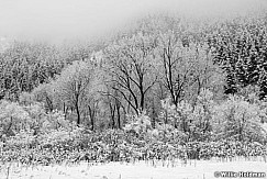 South Fork Snow Trees 011315 4289