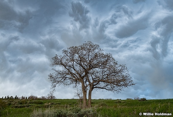 Oak Tree Storm Clouds 052225 8664