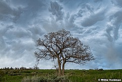 Oak Tree Storm Clouds 052225 8664
