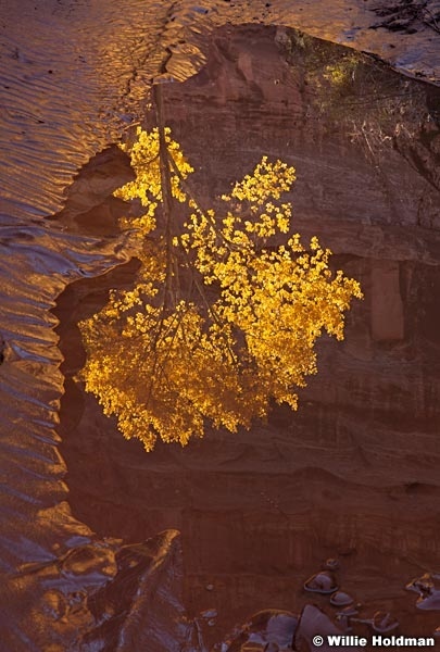 Cottonwood Reflection 101912 99