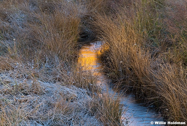 Golden Reflection Stream 100124 1290