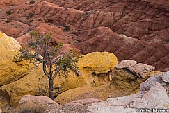 Capitol Reef Yellow Rock 031623 0310