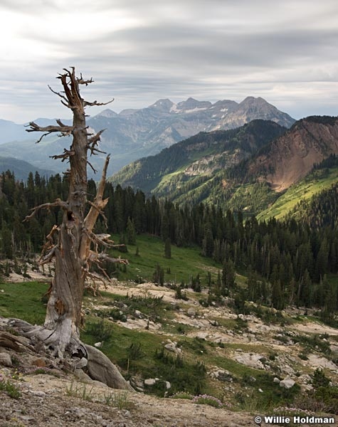 Deadtreetimp080609