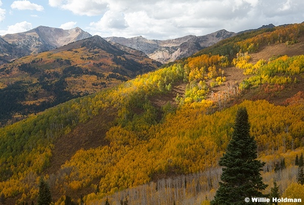 Orange Aspens Twin Peaks 092925 9432