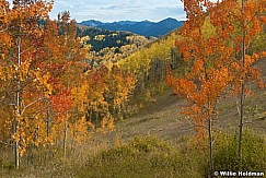 shadesofaspens100308