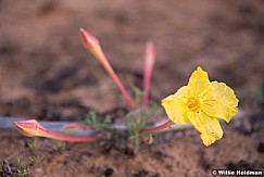 Yellow Primrose Flowers 052415 2212 1