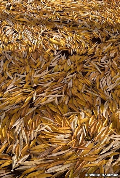 Autumn Willow Leaves F102021 7559 1292 3 2