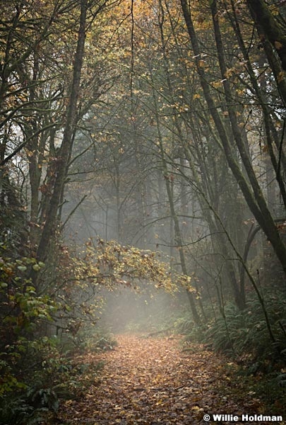 Misty Path Oregon 102616 7242