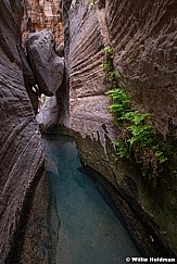 Mystery Canyon Ferns 052018 4796 2