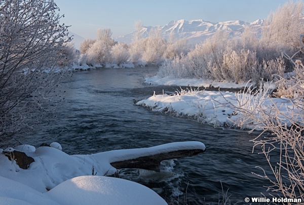 Frosty Trees Provo River 011316 9571