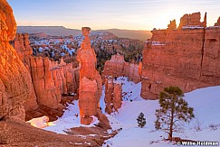 Bryce Canyon Tree 020215 7821