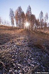 Frosty Aspen Leaves 101813 2982