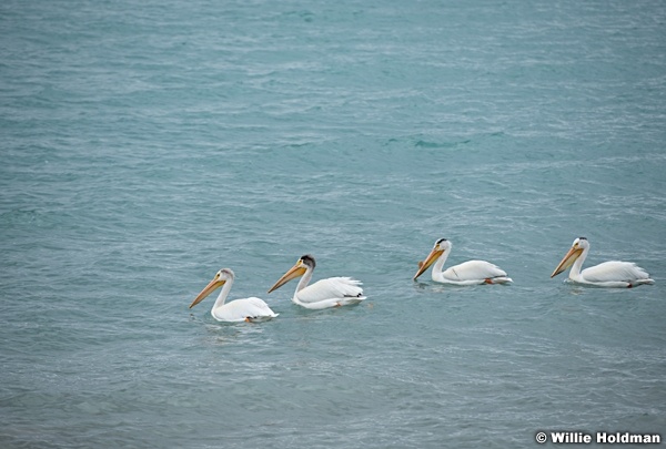 Bear Lake Pelicans 061720 7150