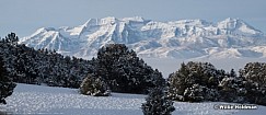 Timpanogos Winter Junipers Red Ledges 121121 8761