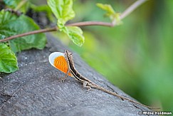 Anolis Lizard Mexico 062416 9838