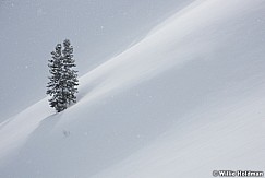Lone Pine Winter Snow 011319 0632
