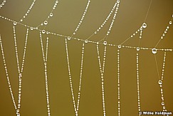 Spider Web Dew 082813 9798