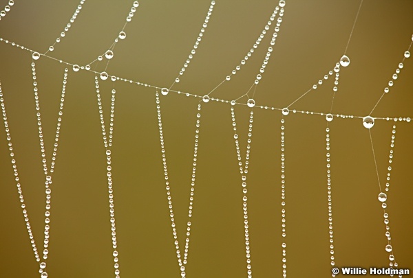 Spider Web Dew 082813 9798