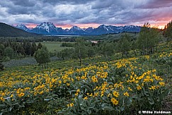 Grand Teton Daisies 061420 4866 2