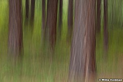 Ponderosa Pines Abstract 080913 2 2