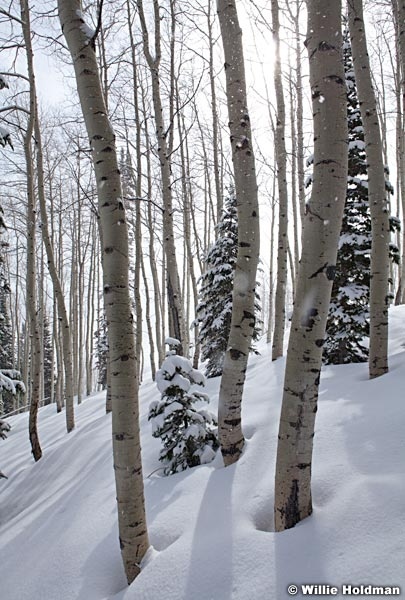 Aspen Winter Shadow 041312 83