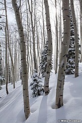 Aspen Winter Shadow 041312 83