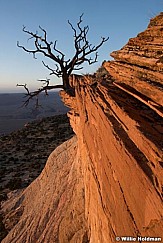 Vermillion Cliffs Tree 052316 7079