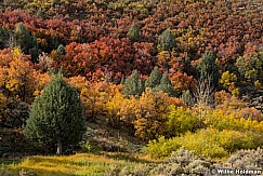 Autumn Splender Hillsides 00721 0729