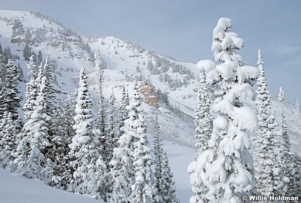 Timpanogos Winter Pines 123015 1728 3