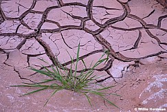 Mud Grass 050726 7049