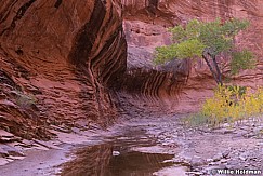 Yellow Cottonwood Capitol Reef 102519 1328 2