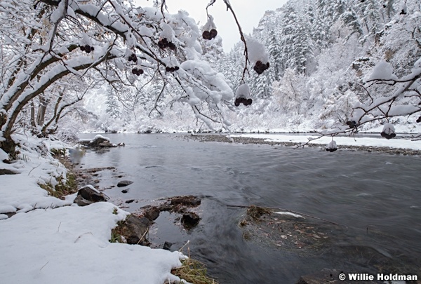 Fresh Snow Provo River 110920 1208 5