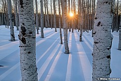 Last Light Aspen Trunks 020322 5214