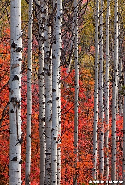 White Aspen Trunks 100411 22