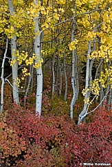 Yellow Aspens Grove 100512 2