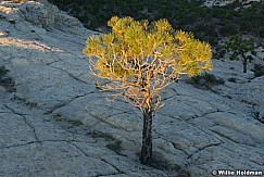 tree091308 23567