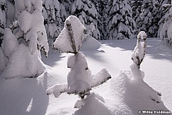 Snow load on pines 031419 0590