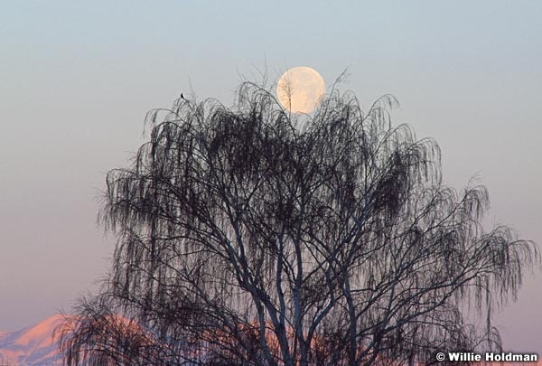 moonovertree