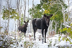 Cow Moose Calf 100611 2291