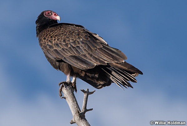 Turkey Vulture Side Profile 050821 6773 6