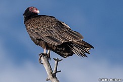 Turkey Vulture Side Profile 050821 6773 6