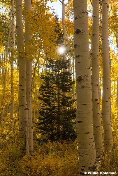 Lone Pine Yellow Stacked Aspens 092724 0610