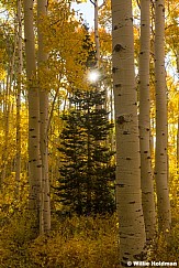 Lone Pine Yellow Stacked Aspens 092724 0610