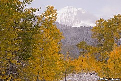 yellow Green Aspens 100413 7734