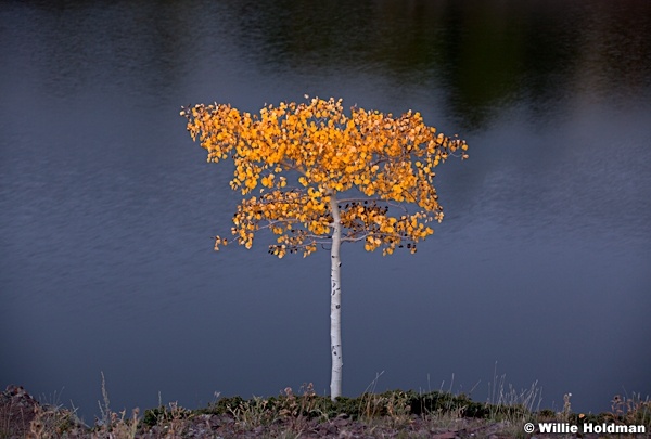 Aspen yellow lone092912 23