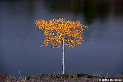 Aspen yellow lone092912 23