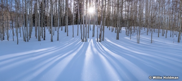 Aspen Winter Shadows