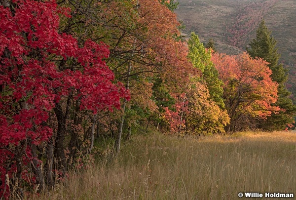 Colorful Maples 092220 0165 2